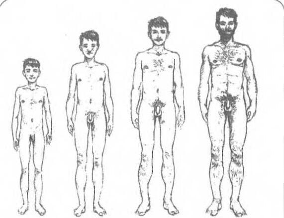 Tamaño del pene según la edad.